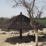 Al-Ain-Zoo-(1)